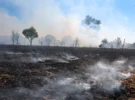 Incendie de forêt en Italie : évacuation de touristes et carte des zones en feu